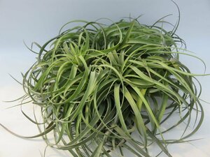 Tillandsia capitata クランプ　特大 ＼在庫限り／おしゃれな観葉植物_90035