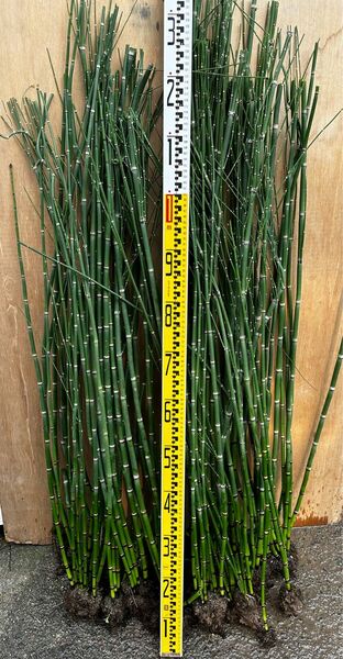 茎数50本程度　太・大トクサ の根株 長さ50〜60センチ程度 山野草 トクサ