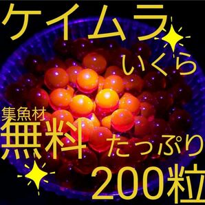 ケイムラ　いくらルアー　ルアー　ワーム　海釣り　餌釣り　穴釣り　アジ　メバル　カサゴ　チヌ　真鯛　サビキ　釣り　ニジマス　トラウト