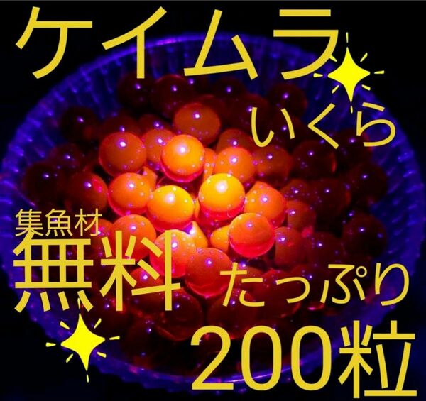 ケイムラ　いくらルアー　ルアー　海釣り　餌釣り　穴釣り　ニジマス　トラウト　釣り