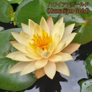 ☆ハワイアンゴールド（Hawaiian Gold）☆　耐寒性スイレン　温帯睡蓮　抜き苗　特大苗【ネコポス発送】