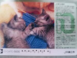  использованный . io-card 5000 иен ....... кошка 2 шт JR Восточная Япония 