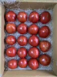  finest quality, height sugar times tomato ( sugar times 11 and more!) Kochi prefecture production top class fruit tomato (1kg entering ). production person by direct delivery! free shipping 