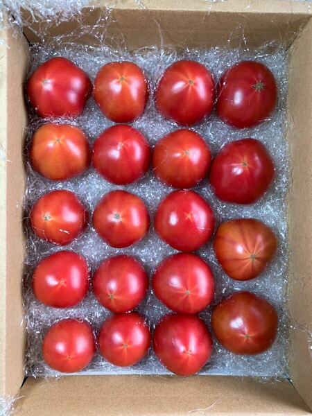 極上、高糖度トマト（糖度11以上！）　高知県産最高級　フルーツトマト（1kg入り）を生産者直送で！　送料無料
