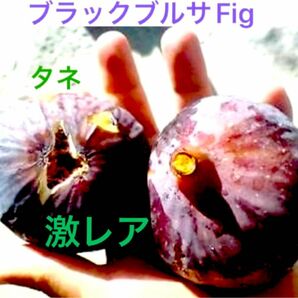 激レア イチジク fig 種子