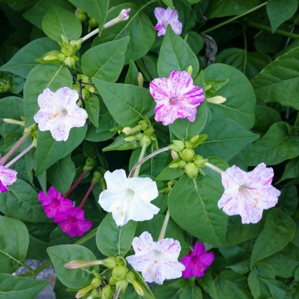 おしろい花／オシロイバナ　白×ピンクmix 種50粒