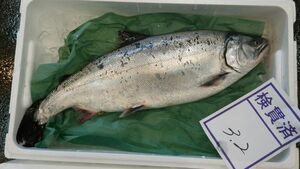 1 jpy ~ Hokkaido production Sakura. 3.5kg(3 tail )(B) north . direct sale ( cash on delivery un- possible ) masu salmon *.* trout 