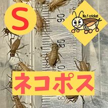 【Sサイズ】150匹+20%　死着保証有　ヨーロッパイエコオロギ　ナンバーワンクリケット_画像1