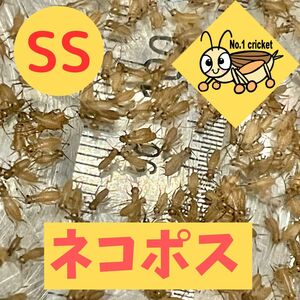 【SSサイズ】500匹+20%　死着保証有　ヨーロッパイエコオロギ　ナンバーワンクリケット