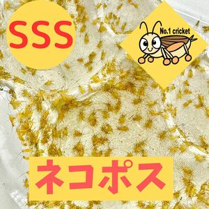 【SSSサイズ】500匹+20%　死着保証有　ヨーロッパイエコオロギ　ナンバーワンクリケット