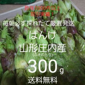 山形庄内鳥海山清流産　朝摘みばんけ約300g(ふきのとう)　蕗の薹　春野菜　山菜