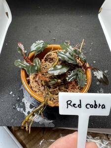 【エビオドリ】Bucephalandra RedCobra ブセファランドラ レッドコブラ1株
