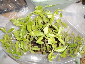 サイコトリア・アルバ（Psychotria alba）10株※処分品