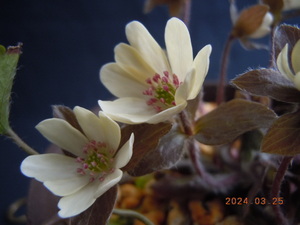 雪割草　黄　花　「 黄皇帝の実生品　」　