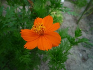  Kiva na Cosmos orange вид 20 шарик 