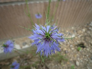 ニゲラ八重　青　種30粒