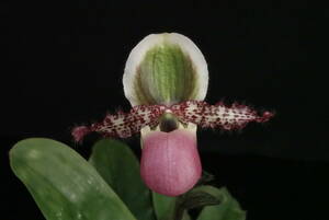 初花一点物 開花中 Paph liemianum('Grande'×'Linda'AM/AOS) ① 原種 パフィオ 洋蘭 