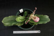 初花一点物 Paph liemianum ('Veronica'×'Linda'AM/AOS) 原種 パフィオ 洋蘭 原種 パフィオ 洋蘭_画像7