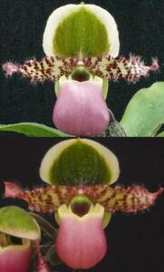 特大極上の初蕾付株 限定5株 Paph liemianum('Grande'×'Mary'SBM/JOGA) ⑤ パフィオ 原種 洋蘭