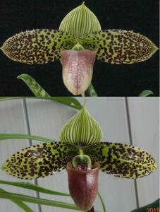 限定2本 約20株入りフラスコ苗 ② Paph sukhakuii( 'Mustang'SM/JOGA×'Andromeda'SSM/JOGA) 'Kuon'SSM/JOGAの孫 原種 パフィオ 洋蘭