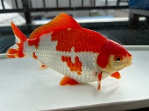 【ルビー14】　更紗和金　フナ尾　明け3歳魚　約20cm_画像10