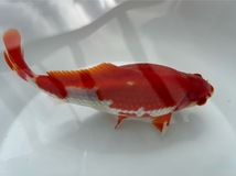 【ルビー14】　更紗和金　フナ尾　明け3歳魚　約20cm_画像1