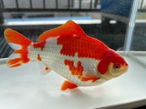 【ルビー14】　更紗和金　フナ尾　明け3歳魚　約20cm_画像6