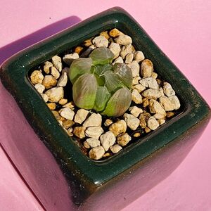 ハオルチア 多肉植物 Haworthia オブツーサ 金運 金運アップ 風水 ご利益 鉢付き グリーン 深緑 商売繁盛 縁起物