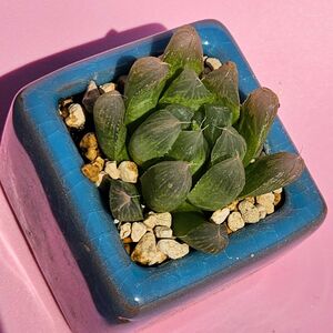 ハオルチア 多肉植物 Haworthia オブツーサ 金運 金運アップ 風水 鉢付き ブルー グリーン 水色 鉢付 商売繁盛 縁起