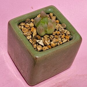 ハオルチア 多肉植物 Haworthia オブツーサ 金運 金運アップ 風水 商売繁盛 鉢付き ブルー グリーン 鶯色 黄緑 鉢付