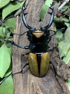 WILD　アチェ　Mt.Leuser産　 ラコダールツヤクワガタ♂８０．４ミリペア 　インドネシア便　