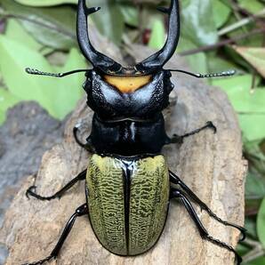 WILD スペクタビリスツヤクワガタ♂７０．６ミリペア スマトラ島 パダン産 インドネシア便 A1の画像1