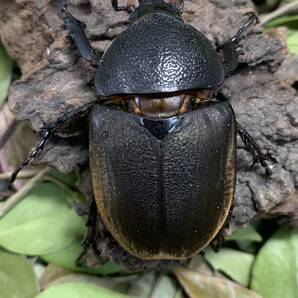 WILD コーカサスオオカブト♀単品２頭セット スマトラ島 インドネシア便 A１の画像1