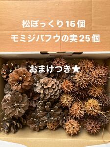 松ぼっくり15個 モミジバフウの実25個 おまけつき★