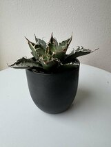 10 メリクロン苗 アガベ チタノタ アリゾナTC Agave titanota from Arizona_画像2