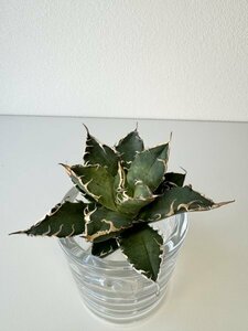 12 メリクロン苗 アガベ チタノタ アリゾナTC Agave titanota from Arizona