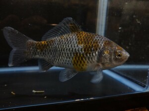 二周年セール！ 1スタ おぎの養魚場 極上 明け二歳 銀鱗和金 約13cm No13 銀鱗墨和金 荻野養魚場