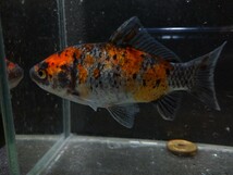 二周年セール！ 1スタ おぎの養魚場 銀鱗和金 約11cm No22 荻野養魚場 銀鱗墨和金 銀鱗三色和金_画像4