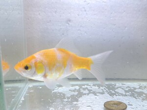 同梱可能！ おぎの養魚場 黄桜和金 約10cm 荻野養魚場