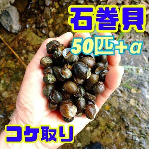 イシマキガイ50個 淡水魚 石巻貝 お掃除 苔取り 貝 清掃 掃除屋さん メダカ 金魚 水槽 水質浄化に！