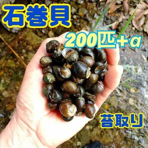 イシマキガイ 200個 淡水魚 石巻貝 お掃除 苔取り 貝 清掃 掃除屋さん メダカ 金魚 水槽 水質浄化に！