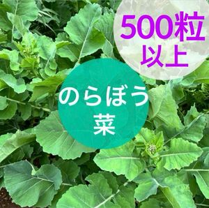 のらぼう菜 種　東京・埼玉の伝統野菜　500粒以上