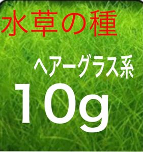 アクアリウム 水草の種 ショートヘアーグラス 系　10g