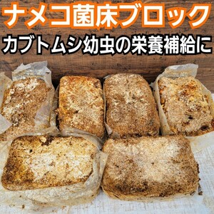 ナメコ菌床ブロック　クヌギ100％原料　カブトムシ幼虫の栄養補給に抜群！　ブロックのままマットに埋めるだけで幼虫がモリモリ食べます