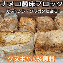 ナメコ菌床ブロック　クヌギ100％原料　カブトムシ幼虫の栄養補給に抜群！　ブロックのままマットに埋めるだけで幼虫がモリモリ食べます！_画像1