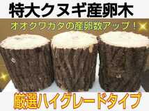 限定販売☆クヌギ産卵木3本【大サイズ】13㎝カット☆長径8～14センチ☆硬めを好むオオクワガタの産卵に適してます！太さはご希望承ります！_画像2