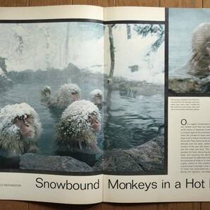 稀少！LIFE誌/March 2,1970/日本猿/北限のサルと温泉/Snow Monkeys/ライフ誌/USA/アメリカ雑誌/の画像4