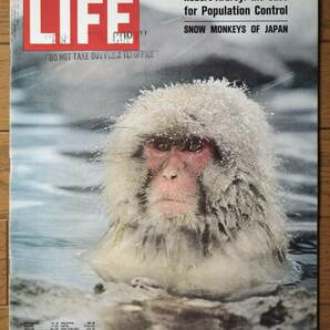 稀少！LIFE誌/March 2,1970/日本猿/北限のサルと温泉/Snow Monkeys/ライフ誌/USA/アメリカ雑誌/の画像1