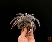 S-Dyckia -ディッキア-11-Octopus F1_画像2