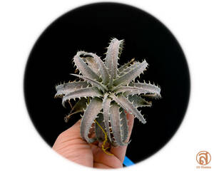 S-Dyckia -ディッキア-12-Marnier-lapostollei x Delicata type form